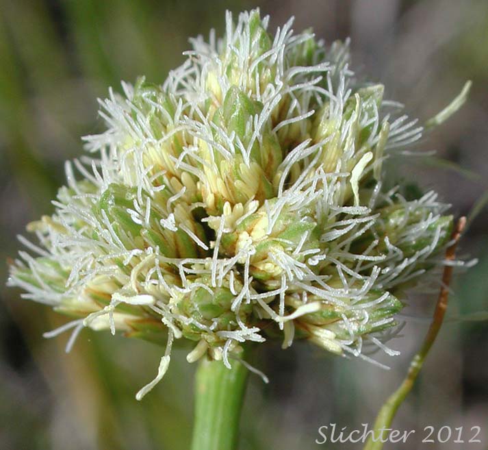Close-up of the inflorescence of Fringed Cottongrass: Calliscirpus criniger (Synonyms: Eriophorum criniger, Eriophorum crinigerum, Scirpus criniger)