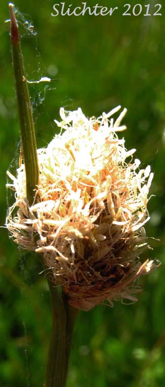Fringed Cottongrass: Calliscirpus criniger (Synonyms: Eriophorum criniger, Eriophorum crinigerum, Scirpus criniger)
