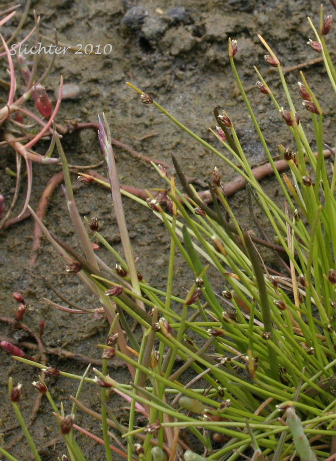 Low Bulrush, Low Clubrush, Low Lateral Clubrush, Tufted Clubrush: Isolepis cernua (Synonyms: Isolepis cernua var. californica, Scripus cernuus, Scirpus cernuus ssp. californicus, Scirpus cernuus var. californicus)