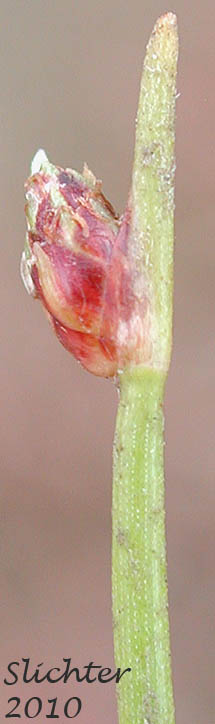 Lateral inflorescence of Low Bulrush, Low Clubrush, Low Lateral Clubrush, Tufted Clubrush: Isolepis cernua (Synonyms: Isolepis cernua var. californica, Scripus cernuus, Scirpus cernuus ssp. californicus, Scirpus cernuus var. californicus)