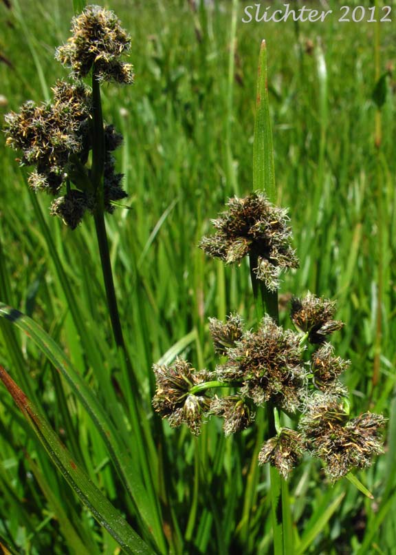 Inflorescences of Congdon's Bulrush: Scirpus congdonii