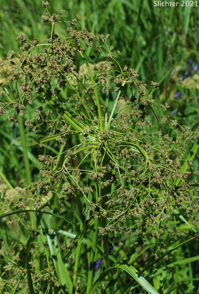 Panicled Bulrush, Small-fruited Bulrush: Scirpus microcarpus (Synonyms: Scirpus microcarpus var. longispicatus, Scirpus microcarpus var. microcarpus, Scirpus microcarpus var. rubrotinctus, Scirpus rubrotincutus, Scirpus sylvaticus, Scirpus sylvaticus var. digynus)