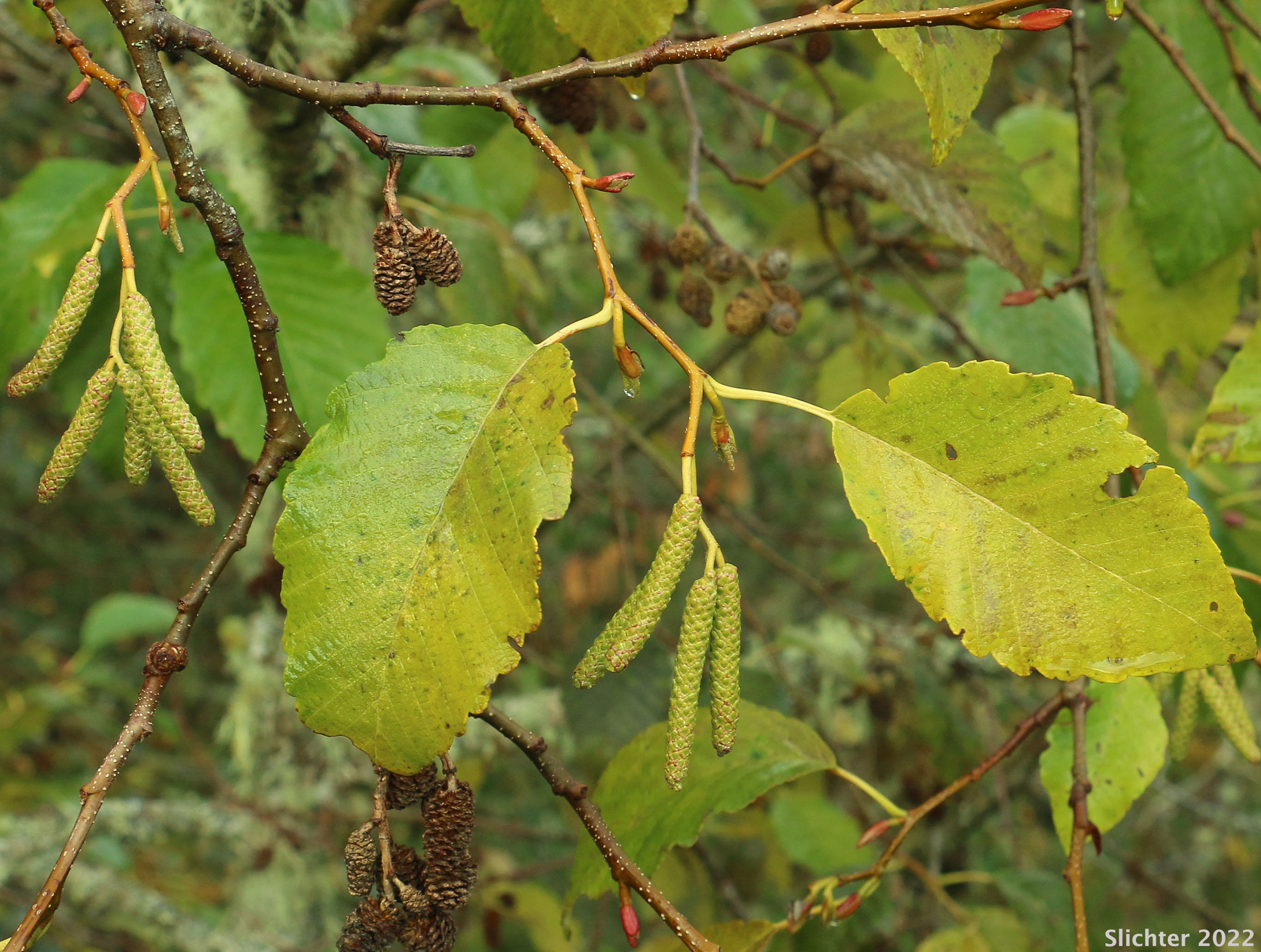 Oregon Alder, Red Alder: Alnus rubra (Synonyms: Alnus oregona, Alnus oregona var. oregona, Alnus oregona var. pinnatisecta, Alnus rubra var. pinnatisecta)