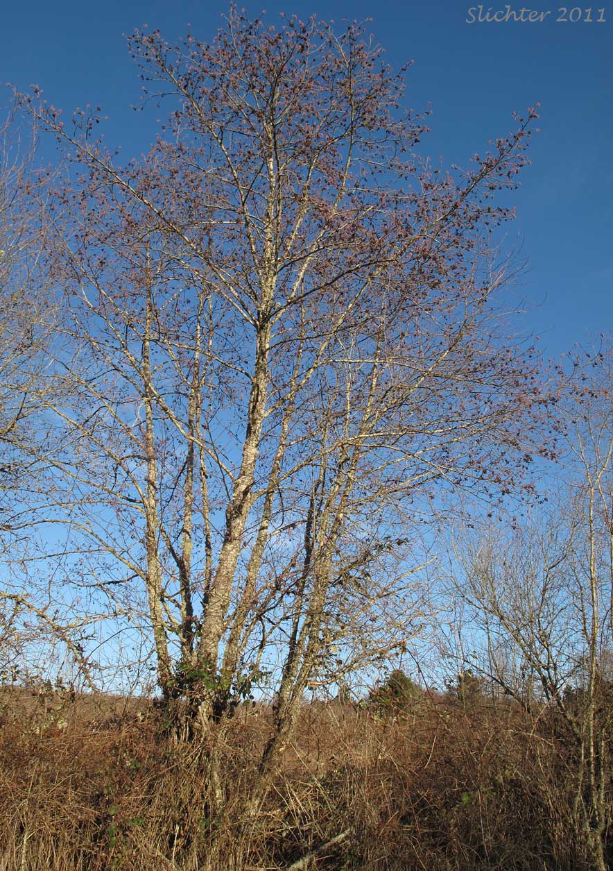 Oregon Alder, Red Alder: Alnus rubra (Synonyms: Alnus oregona, Alnus oregona var. oregona, Alnus oregona var. pinnatisecta, Alnus rubra var. pinnatisecta)