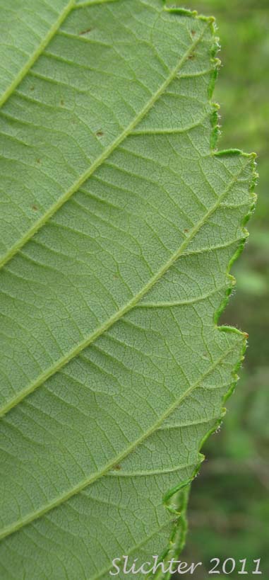 Inrolled margin on the lower leaf surface of Oregon Alder, Red Alder: Alnus rubra (Synonyms: Alnus oregona, Alnus oregona var. oregona, Alnus oregona var. pinnatisecta, Alnus rubra var. pinnatisecta)