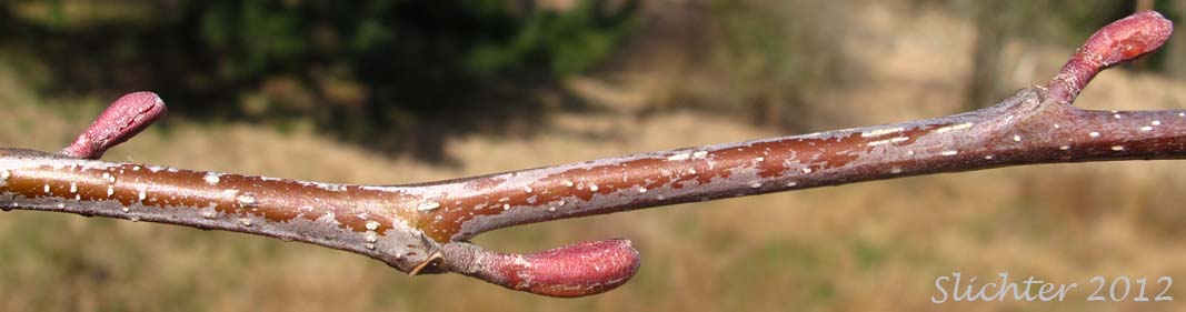 Lateral leaf buds of Oregon Alder, Red Alder: Alnus rubra (Synonyms: Alnus oregona, Alnus oregona var. oregona, Alnus oregona var. pinnatisecta, Alnus rubra var. pinnatisecta)