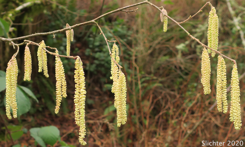 Male catkins of Common Filbert, European Hazel, European Hazelnut, Filbert, Hazelnut: Corylus avellana