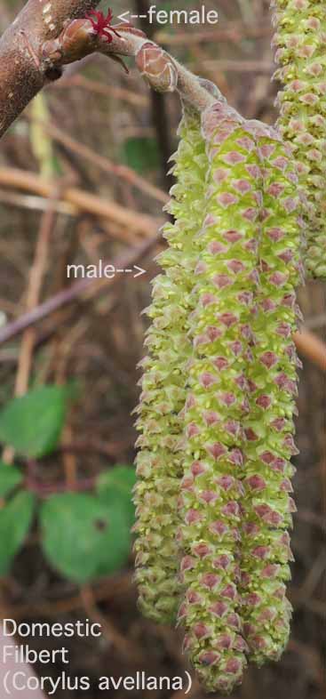 Male catkins of Common Filbert, European Hazel, European Hazelnut, Filbert, Hazelnut: Corylus avellana