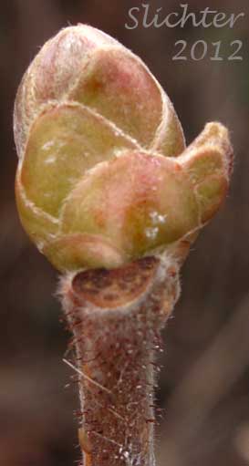 Terminal bud of Common Filbert, European Hazel, European Hazelnut, Filbert, Hazelnut: Corylus avellana.