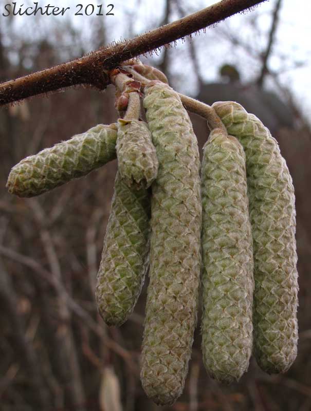 Male catkins of Common Filbert, European Hazel, European Hazelnut, Filbert, Hazelnut: Corylus avellana