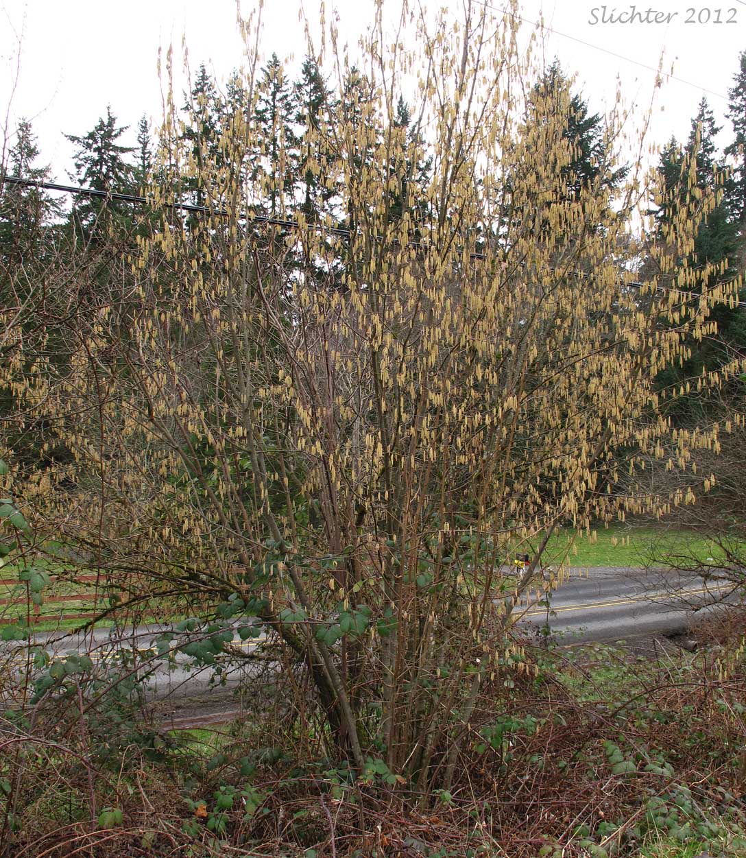 Common Filbert, European Hazel, European Hazelnut, Filbert, Hazelnut: Corylus avellana