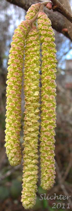 Male catkins of Common Filbert, European Hazel, European Hazelnut, Filbert, Hazelnut: Corylus avellana