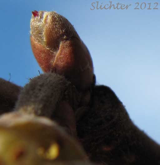 Female flower of Common Filbert, European Hazel, European Hazelnut, Filbert, Hazelnut: Corylus avellana