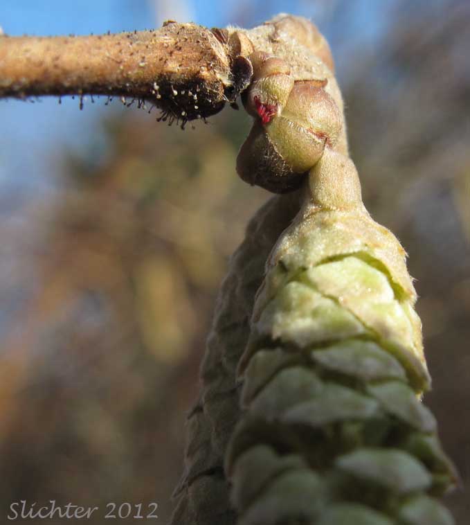 Female flower at the base of several male catkins of Common Filbert, European Hazel, European Hazelnut, Filbert, Hazelnut: Corylus avellana