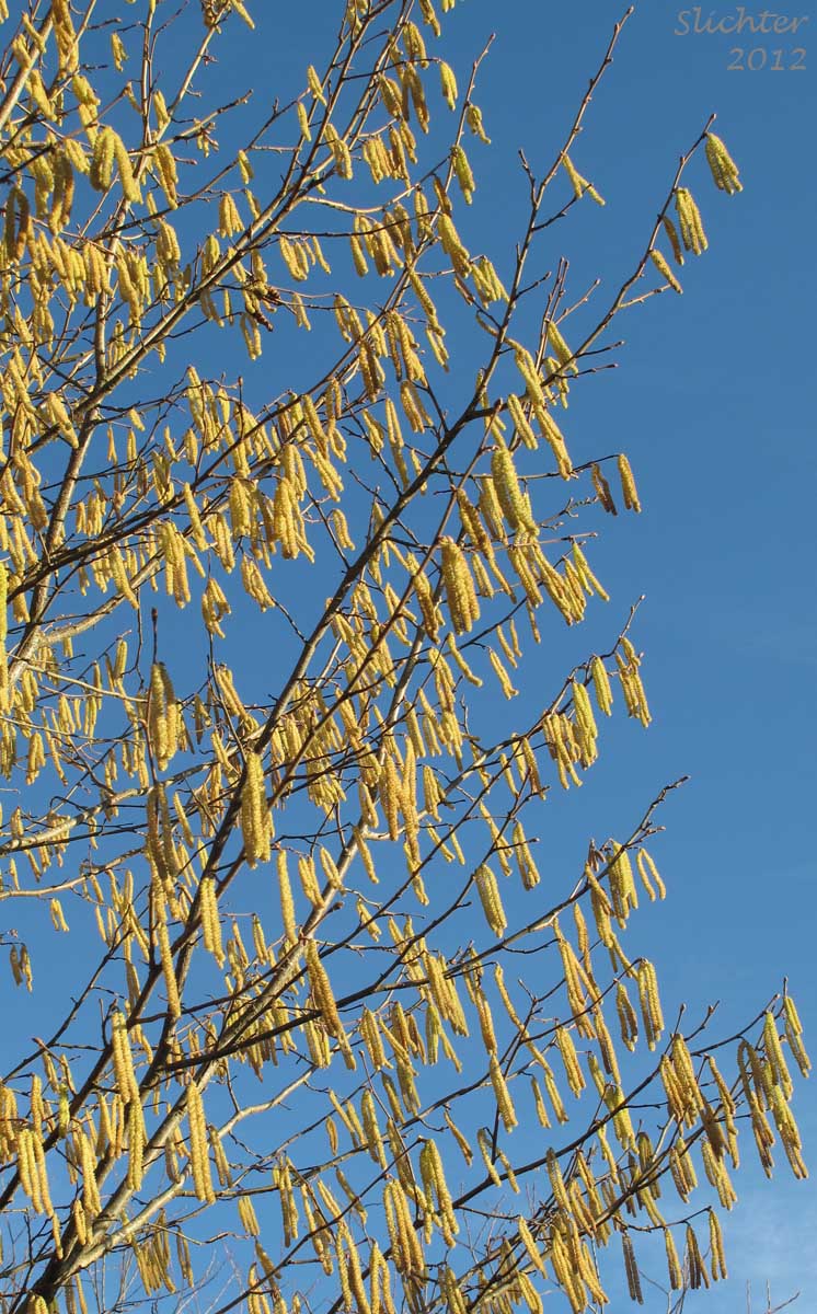 Common Filbert, European Hazel, European Hazelnut, Filbert, Hazelnut: Corylus avellana