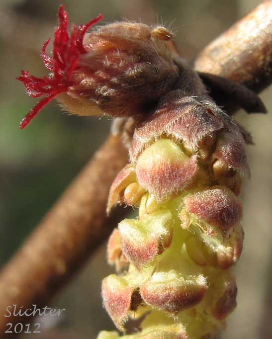 Female flower and male catkin of Beaked Hazelnut, California Hazelnut: Corylus cornuta ssp. californica (Synonyms: Corylus californica, Corylus cornuta var. californica, Corylus cornuta var. glandulosa, Corylus rostrata var. californica, Corylus rostrata var. tracyi)