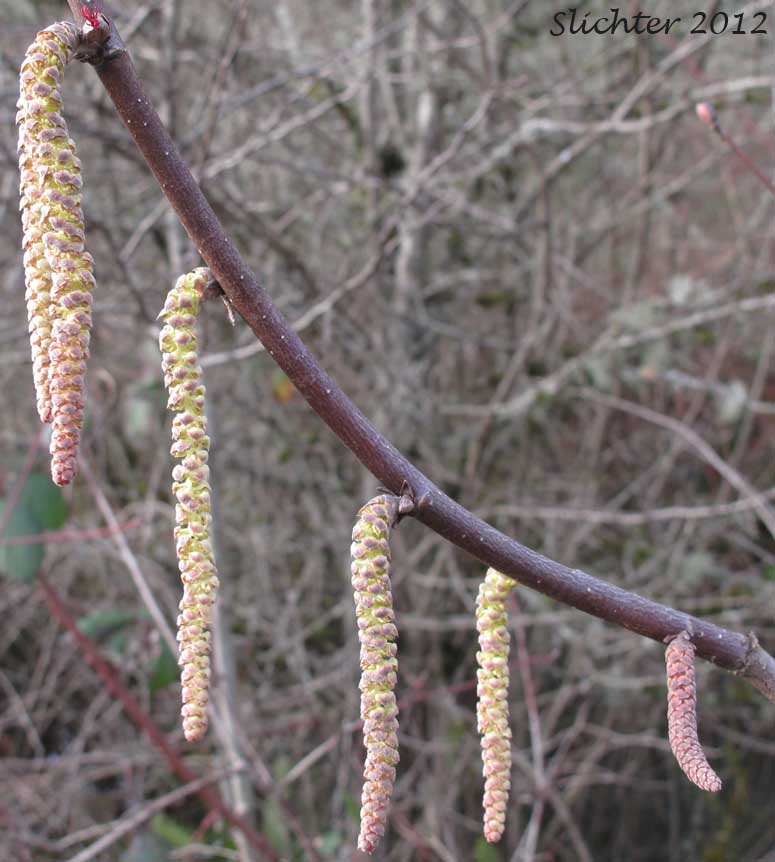 Male catkins and female flower of Beaked Hazelnut, California Hazelnut: Corylus cornuta ssp. californica (Synonyms: Corylus californica, Corylus cornuta var. californica, Corylus cornuta var. glandulosa, Corylus rostrata var. californica, Corylus rostrata var. tracyi)