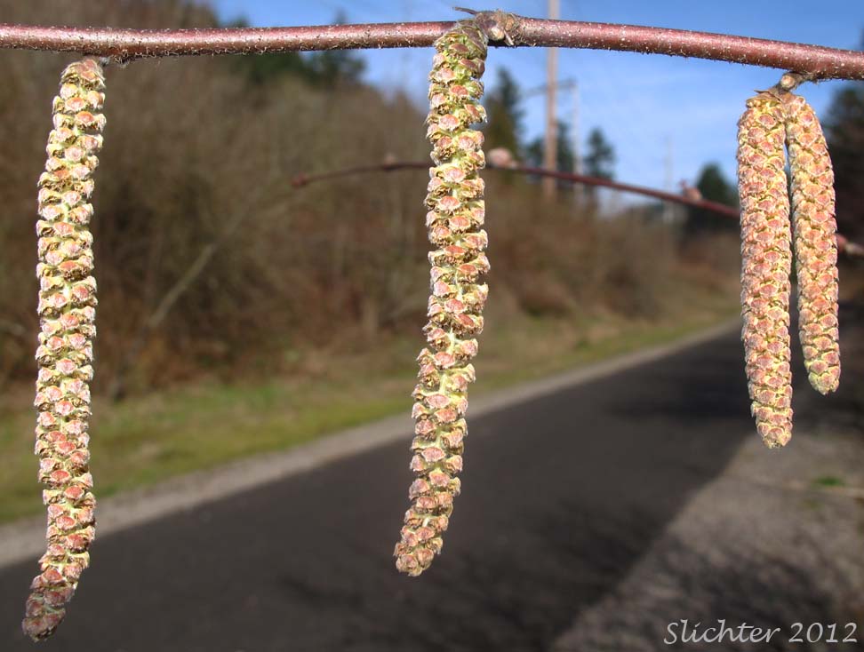 Male catkins of California Hazel, California Hazelnut: Corylus cornuta var. californica (Synonyms: Corylus californica, Corylus cornuta ssp. californica, Corylus cornuta var. glandulosa, Corylus rostrata var. californica, Corylus rostrata var. tracyi)