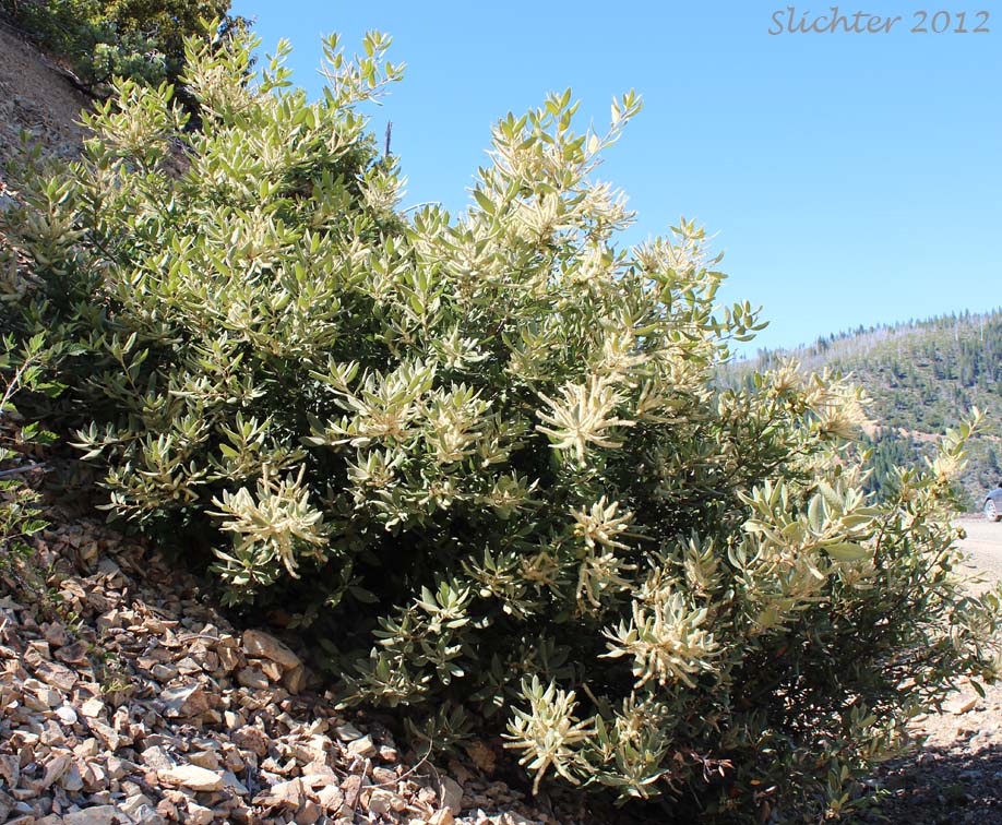 Shrub Tanoak, Shrubby Tan Oak: Notholithocarpus densiflorus var. echinoides (Synonym: Lithocarpus densiflorus var. echinoides)