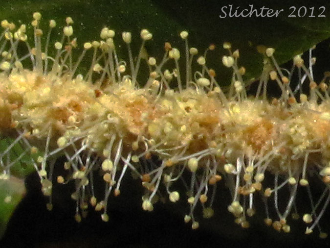 Close-up of the inflorescence of Shrub Tanoak, Shrubby Tan Oak: Notholithocarpus densiflorus var. echinoides (Synonym: Lithocarpus densiflorus var. echinoides)