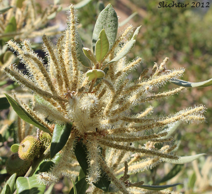 Shrub Tanoak, Shrubby Tan Oak: Notholithocarpus densiflorus var. echinoides (Synonym: Lithocarpus densiflorus var. echinoides)
