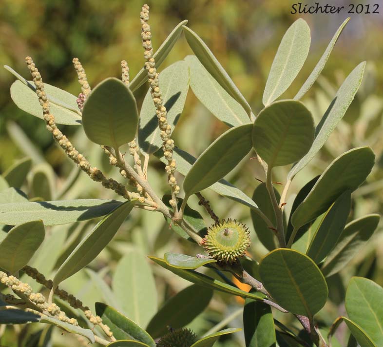 Shrub Tanoak, Shrubby Tan Oak: Notholithocarpus densiflorus var. echinoides (Synonym: Lithocarpus densiflorus var. echinoides)