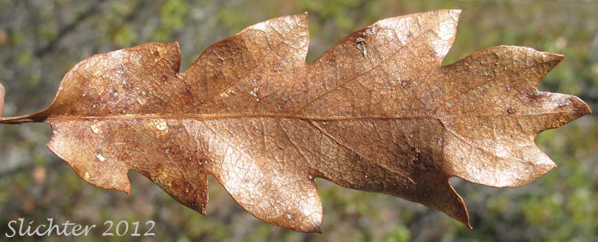 Brewer's Oak: Quercus garryana var. breweri (Synonym: Quercus breweri)