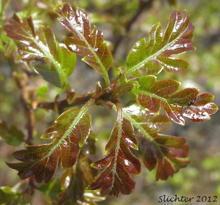 Brewer's Oak: Quercus garryana var. breweri (Synonym: Quercus breweri)