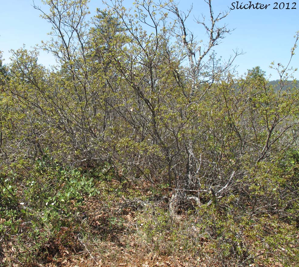 Brewer's Oak: Quercus garryana var. breweri (Synonym: Quercus breweri)