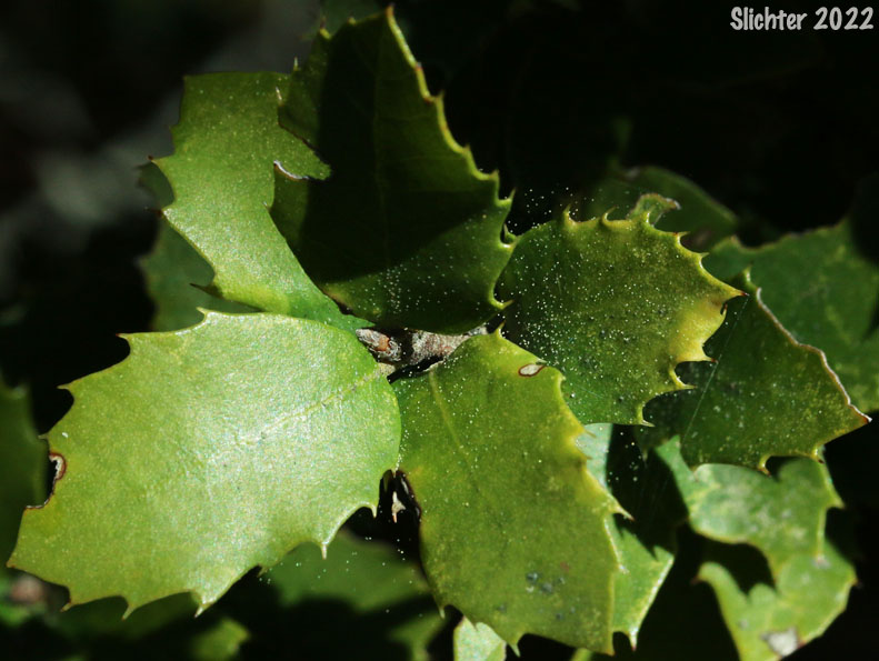 Canyon Live Oak, Maul Oak: Quercus chrysolepis (Synonym: Quercus chrysolepis var. chrysolepis)