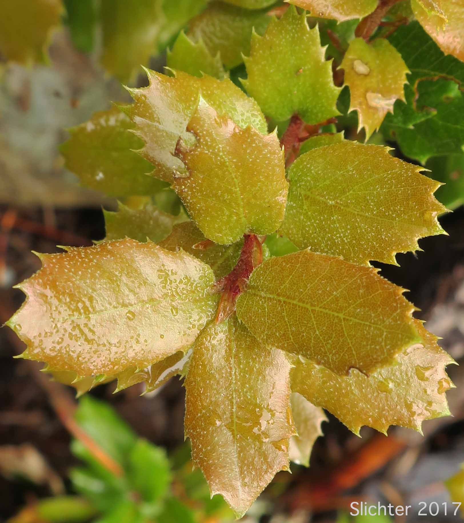 Leaves of Canyon Live Oak, Maul Oak: Quercus chrysolepis (Synonym: Quercus chrysolepis var. chrysolepis)