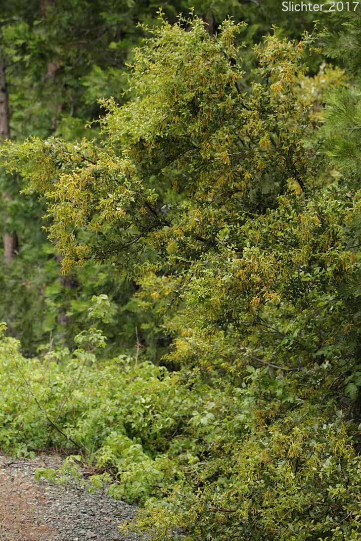 Canyon Live Oak, Maul Oak: Quercus chrysolepis (Synonym: Quercus chrysolepis var. chrysolepis)