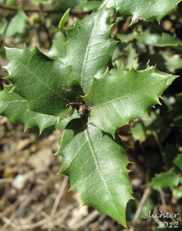 Leaves of Canyon Live Oak, Maul Oak: Quercus chrysolepis (Synonym: Quercus chrysolepis var. chrysolepis)