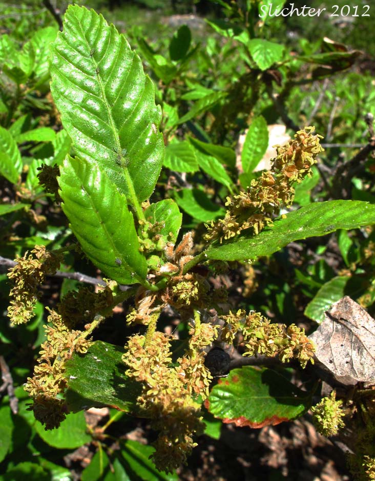 Inflorescences and leaves of Deer Oak, Sadler Oak: Quercus sadleriana