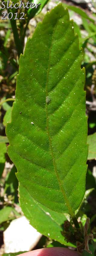 Upper leaf surface of Deer Oak, Sadler Oak: Quercus sadleriana