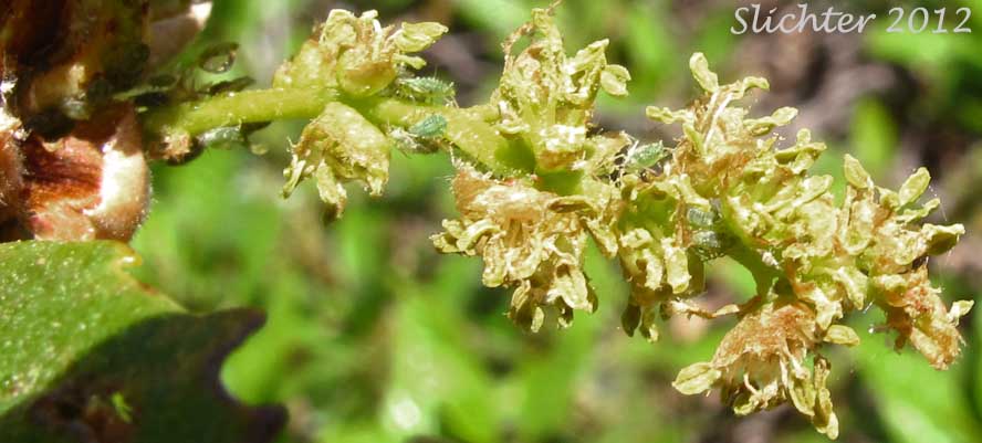 Inflorescence of Deer Oak, Sadler Oak: Quercus sadleriana