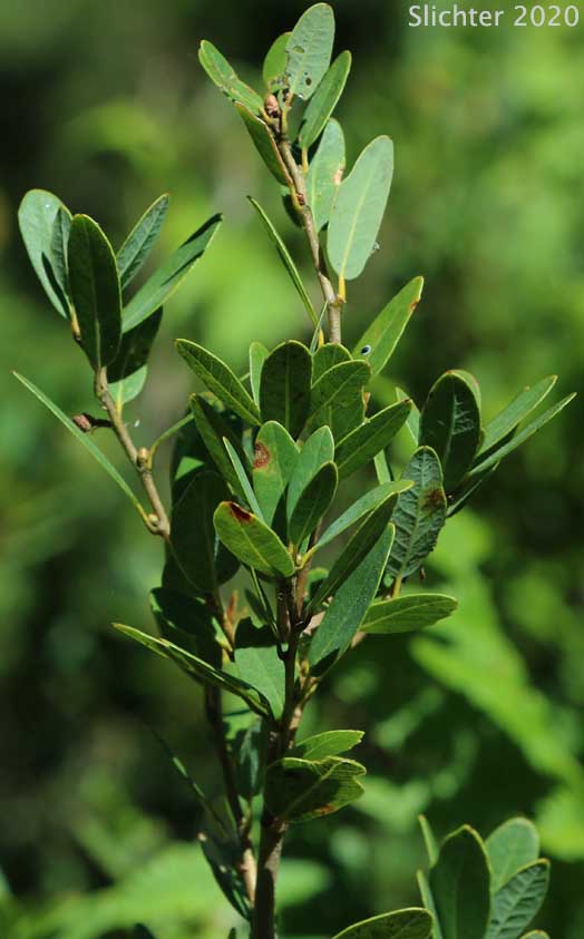 Huckleberry Oak: Quercus vaccinifolia