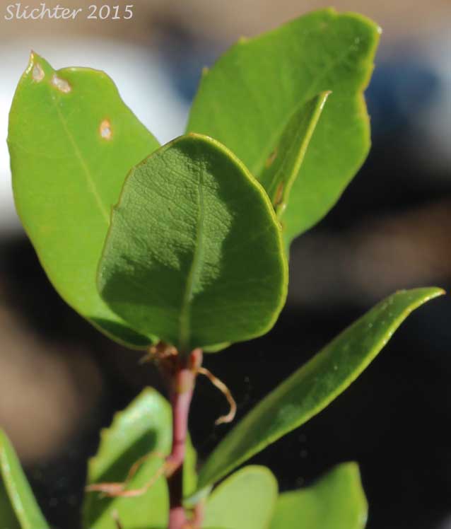 Huckleberry Oak: Quercus vaccinifolia