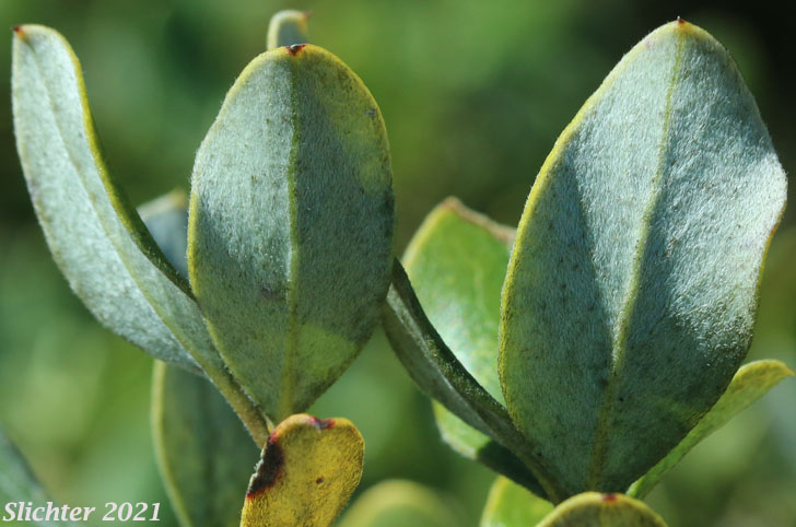 Boxleaf Silk Tassel, Boxleaf Silktassel, Box-leaved Garrya, Dwarf Silktassel, Dwarf Silk-tassel: Garrya buxifolia