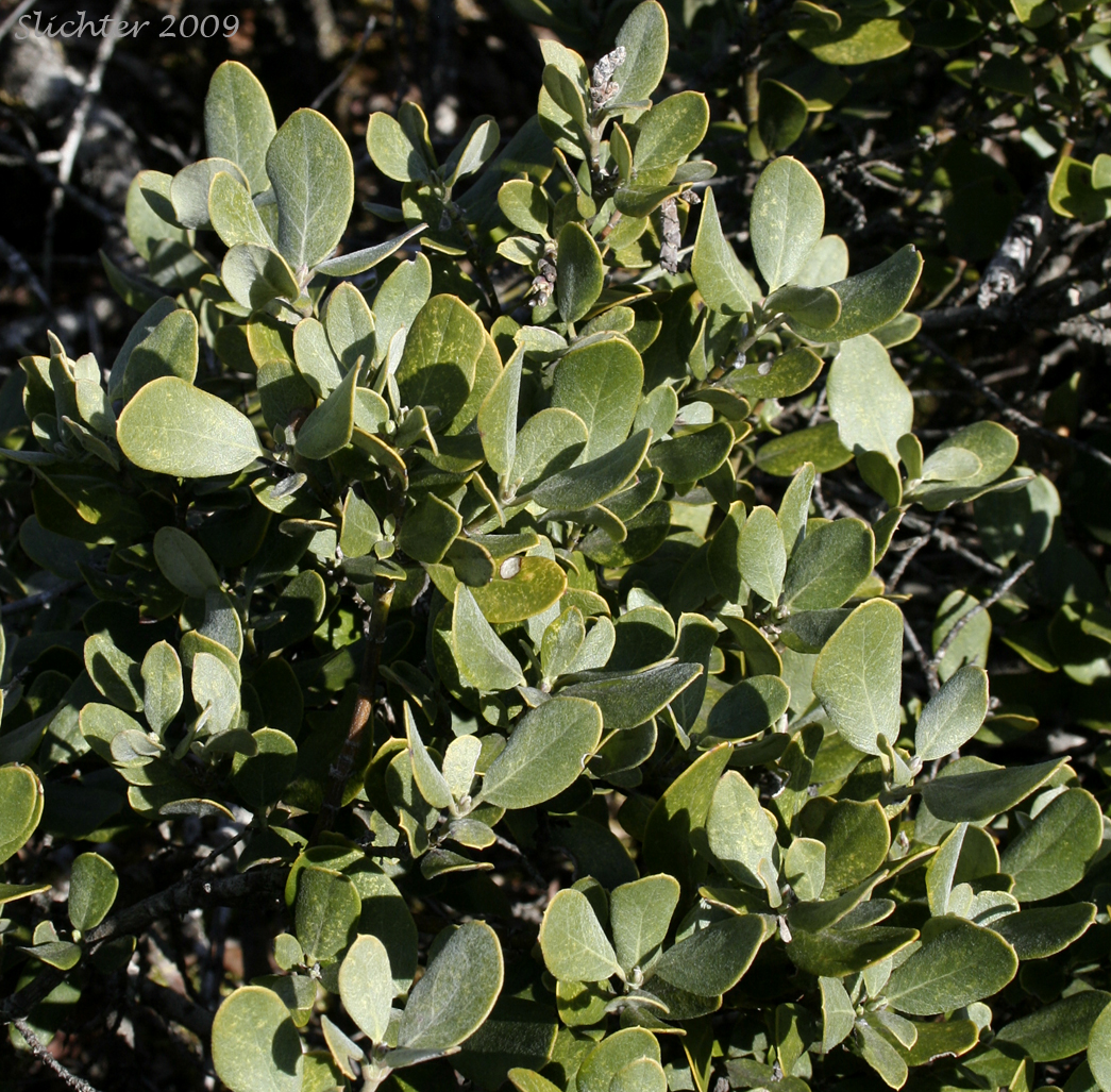 Boxleaf Silk Tassel, Boxleaf Silktassel, Box-leaved Garrya, Dwarf Silktassel, Dwarf Silk-tassel: Garrya buxifolia