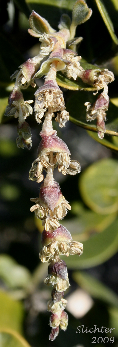 Boxleaf Silk Tassel, Boxleaf Silktassel, Box-leaved Garrya, Dwarf Silktassel, Dwarf Silk-tassel: Garrya buxifolia