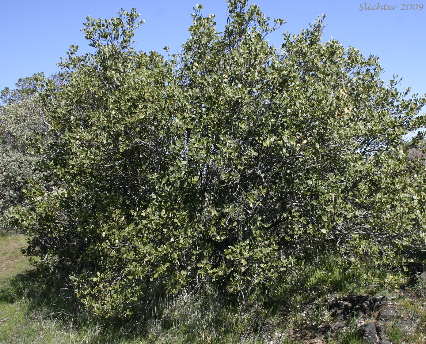Bear Brush, Fremont's Silk-tassel: Garrya fremontii