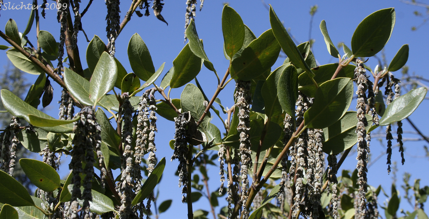Bear Brush, Fremont's Silk-tassel: Garrya fremontii