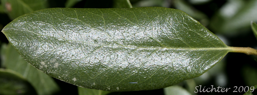 Leaf of Bear Brush, Fremont's Silk-tassel: Garrya fremontii