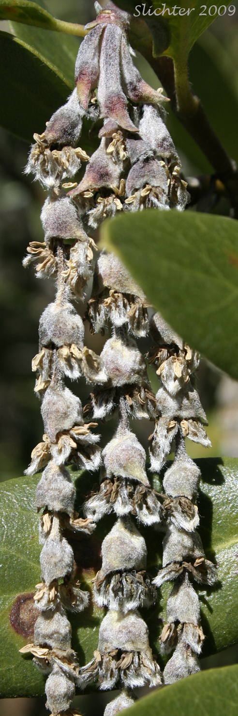 Inflorescence of Bear Brush, Fremont's Silk-tassel: Garrya fremontii