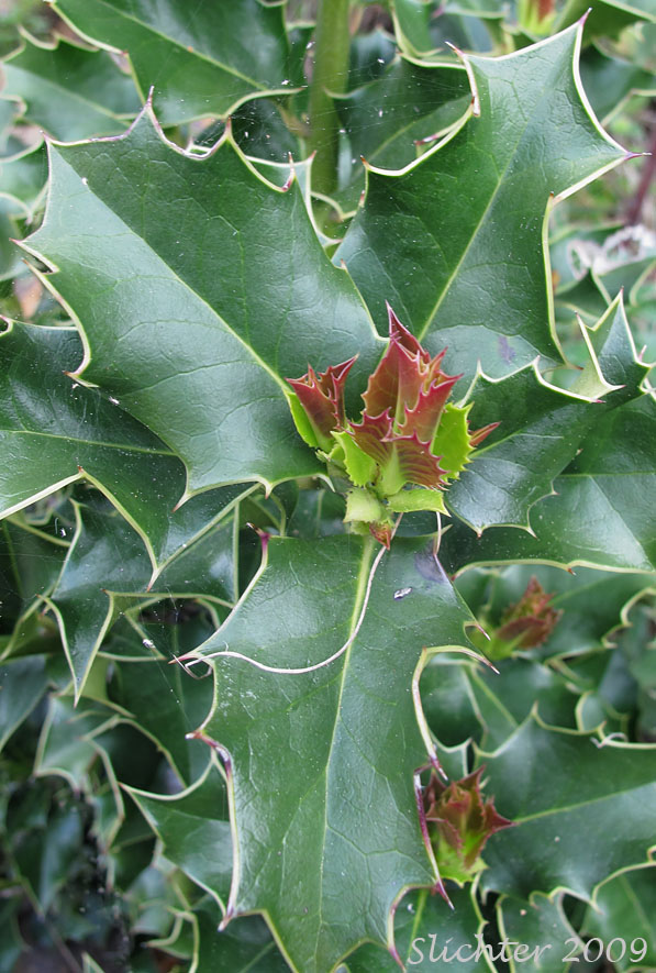 English Holly: Ilex aquifolium