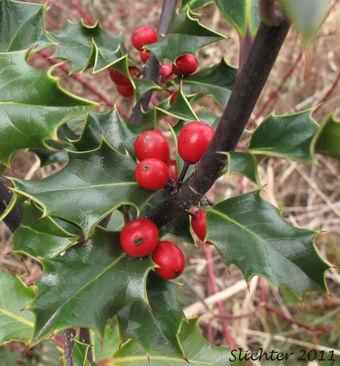 Close-up of the berries and leaves of English Holly: Ilex aquifolium