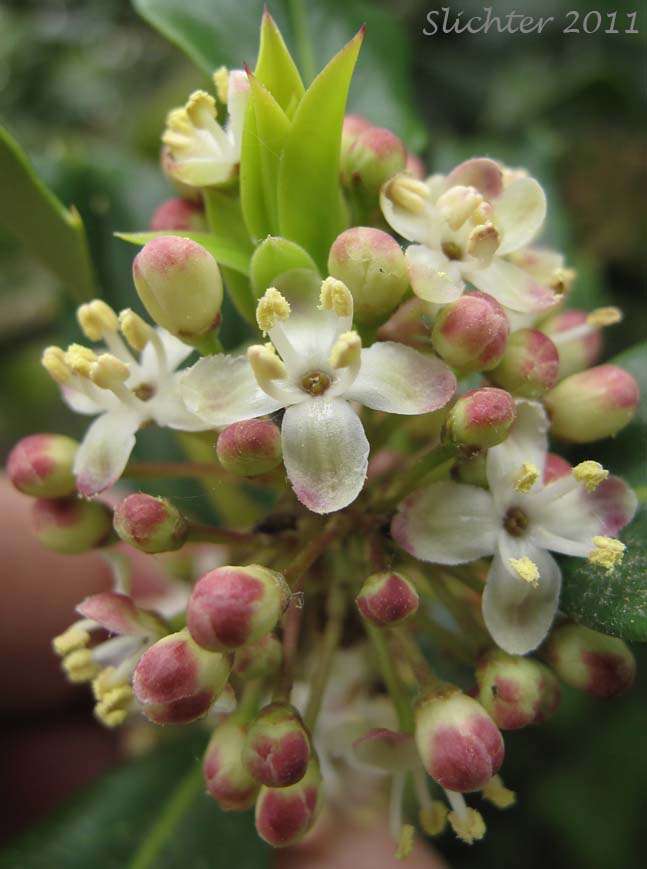 Close-up of the inflorescence of English Holly: Ilex aquifolium