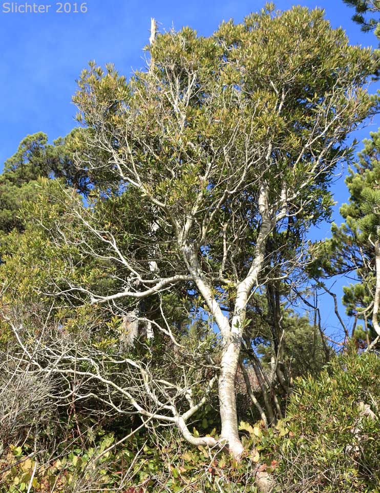 Pacific Bayberry, Pacific Wax Myrtle, Western Wax Myrtle: Myrica californica (Synonyms: Gale californica, Morella californica)