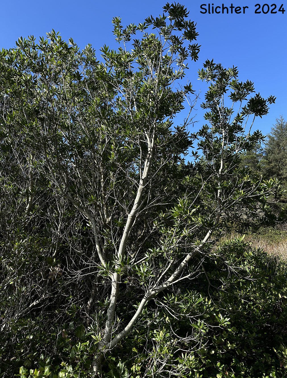 Pacific Bayberry, Pacific Wax Myrtle, Western Wax Myrtle: Myrica californica (Synonyms: Gale californica, Morella californica)
